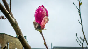 Vanmorgen vroeg in de tuin, dag 1534