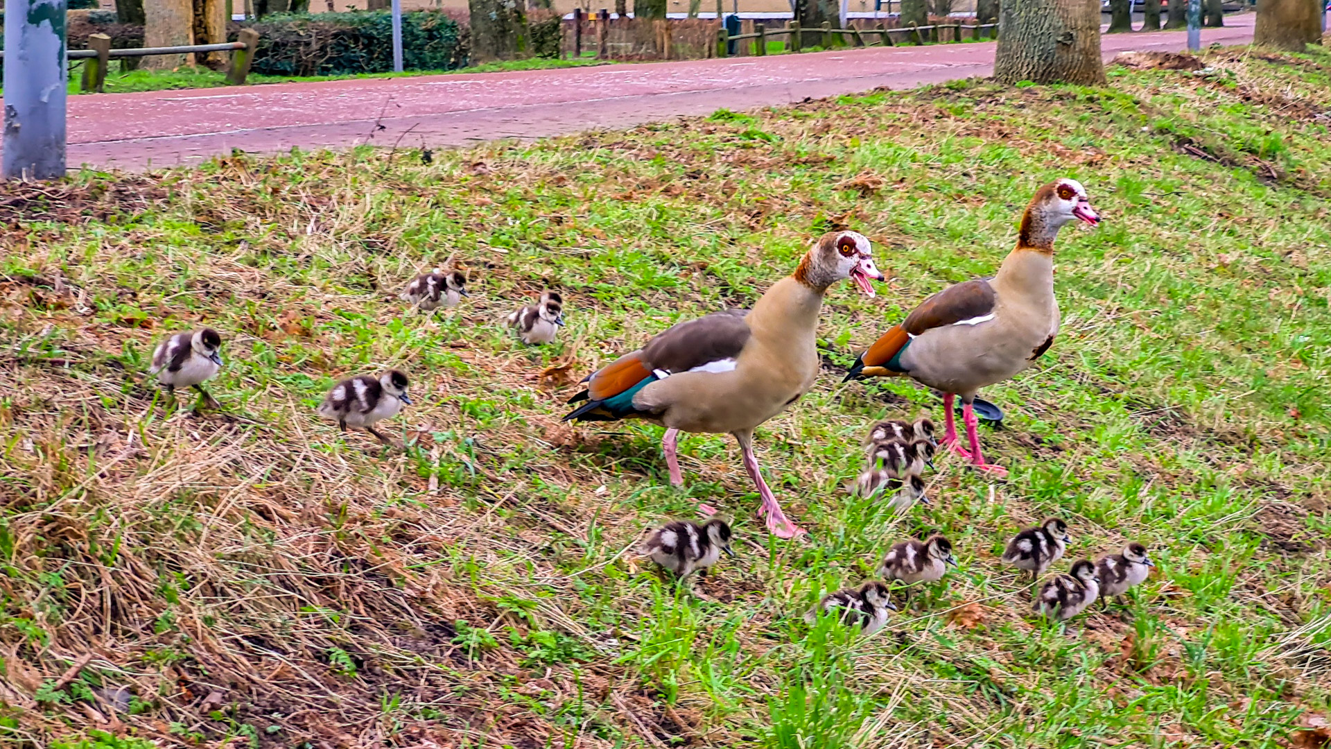 Deze ganzen zijn er wel heel erg vroeg bij, dag 1482