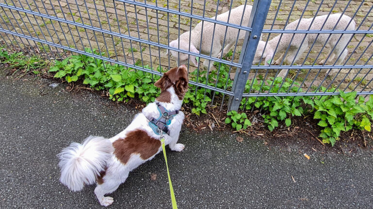 Lammetjes knuffelen met Vriend!, dag 1553