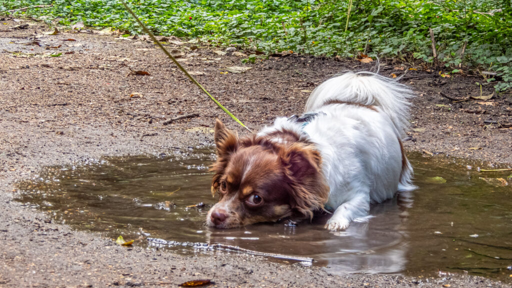 Niet in de sloot dan maar de plas, dag 1713