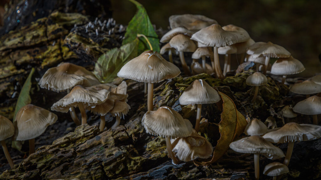 Paddenstoelen in Elsenburgerbos, dag 1762