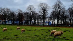 De schaapjes staan op de lente te wachten, dag 1496