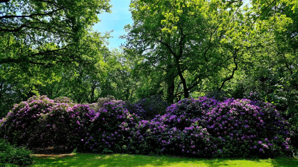 Rododendrons in de bloei, dag 1594