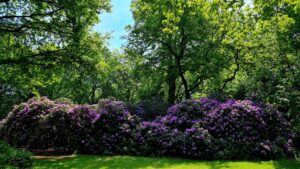 Rododendrons in de bloei, dag 1594