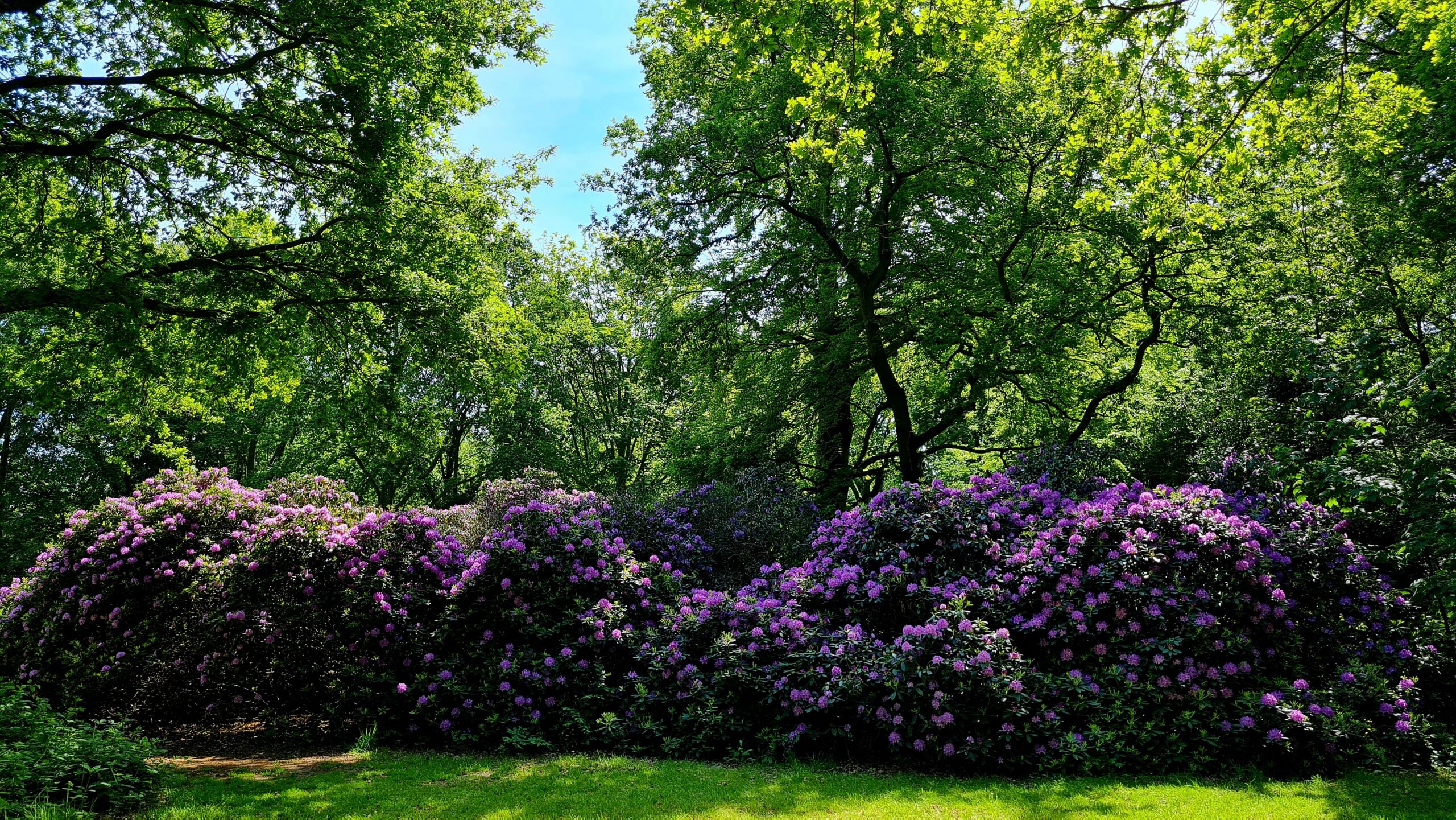 Rododendrons in de bloei, dag 1594