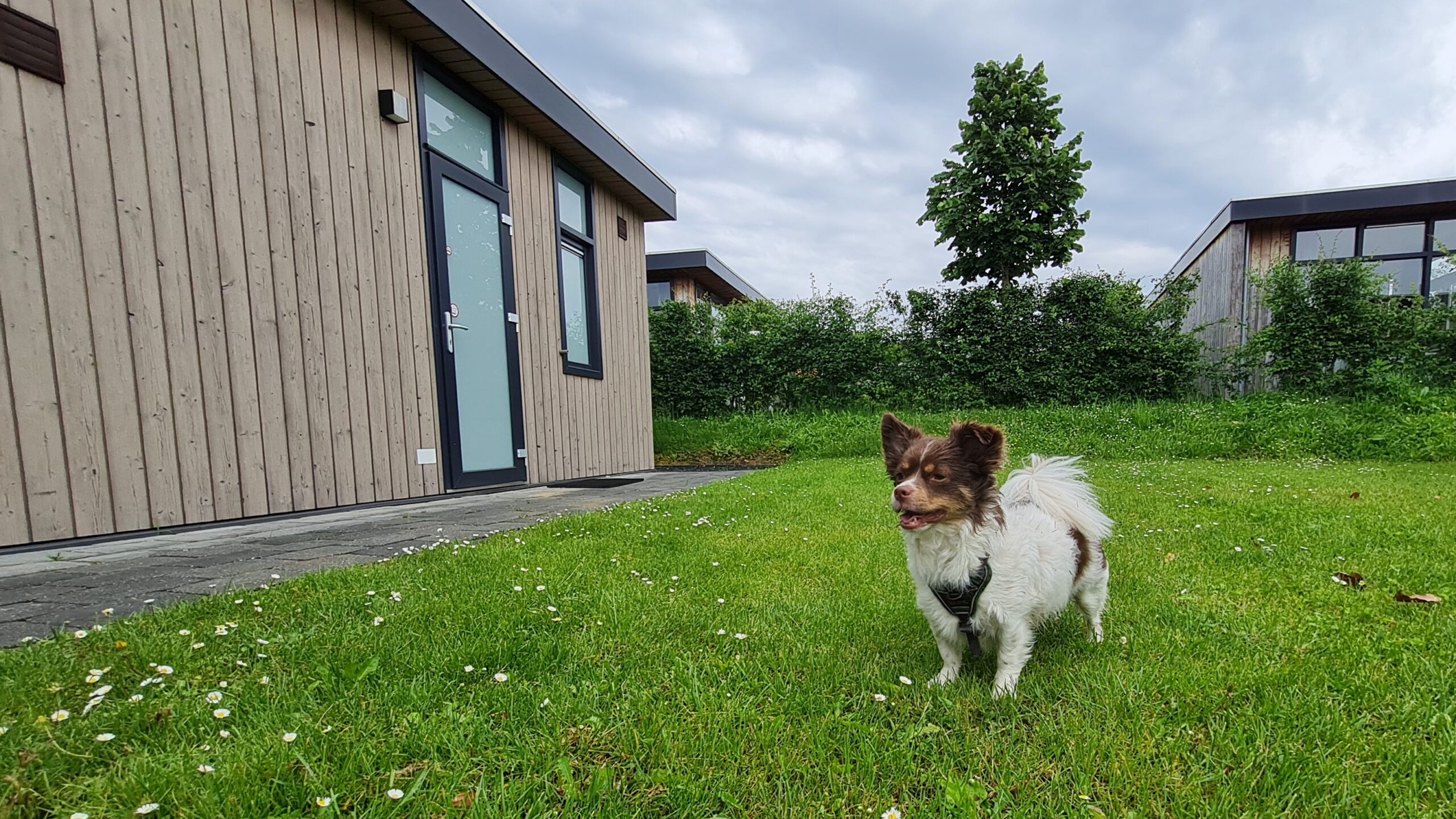 Ons hondje helemaal blij met de vakantie, dag 1603