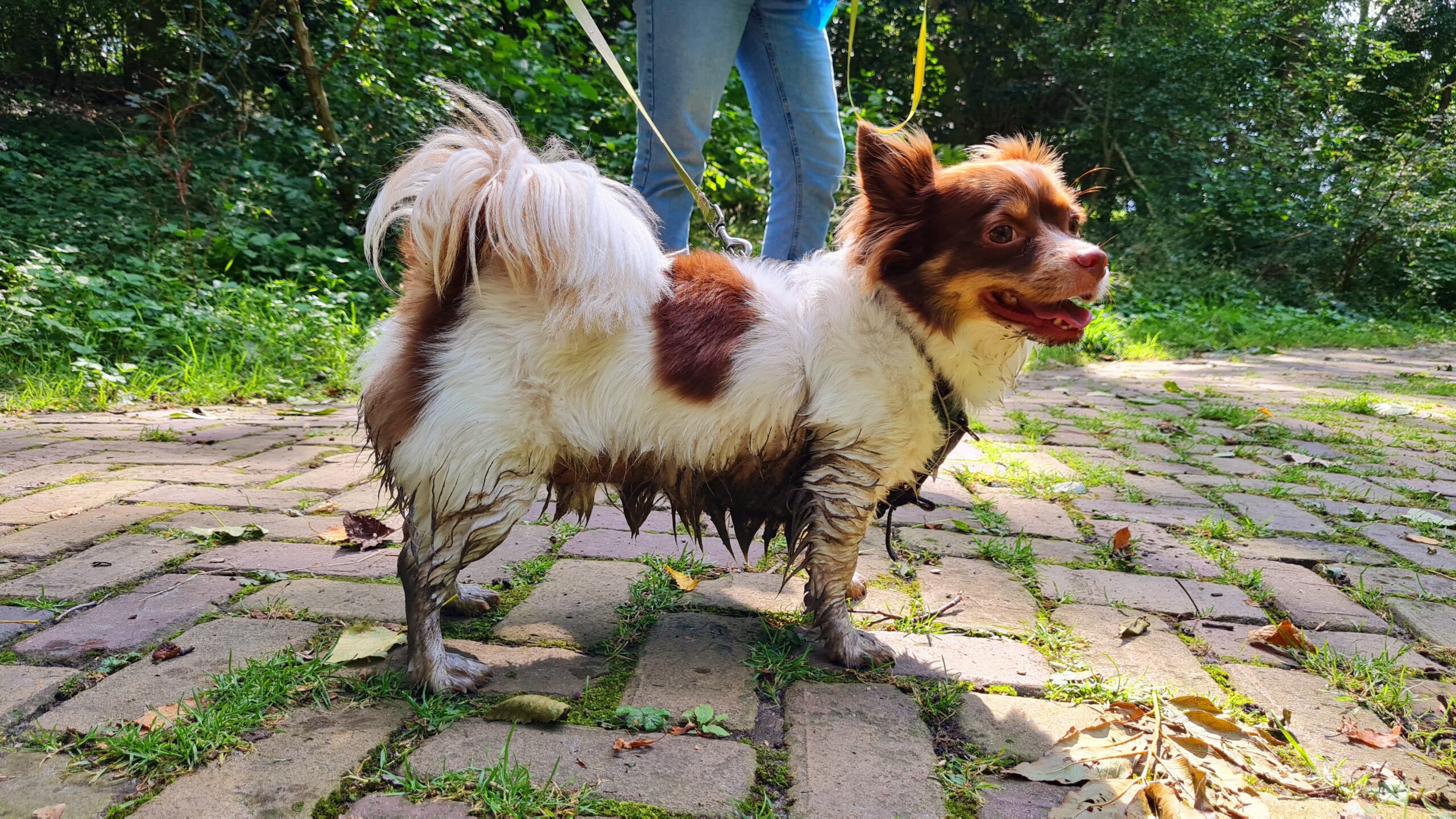 Lekker wandelen met onze jongen, dag 1699