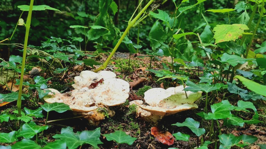 De paddenstoelen zijn vroeg dit jaar, dag 1708