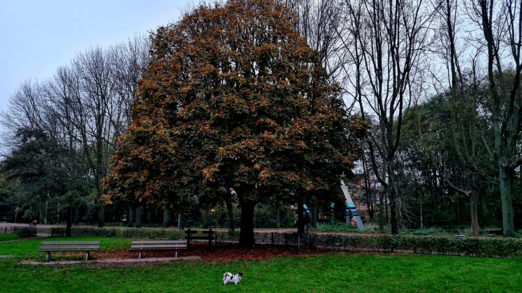 De bomen worden nu wel echt lelijk, einde herfst, dag 1772