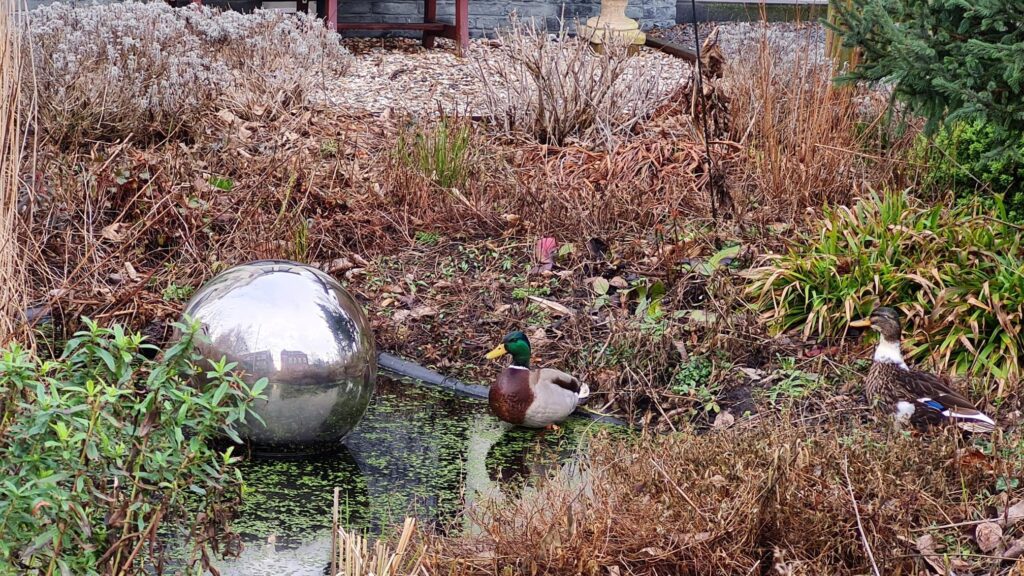 Donald en Katrien betrekken hun nieuwe huis, dag 1507