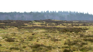 Vanmorgen eventjes naar de Ginkelseheide, dag 1465