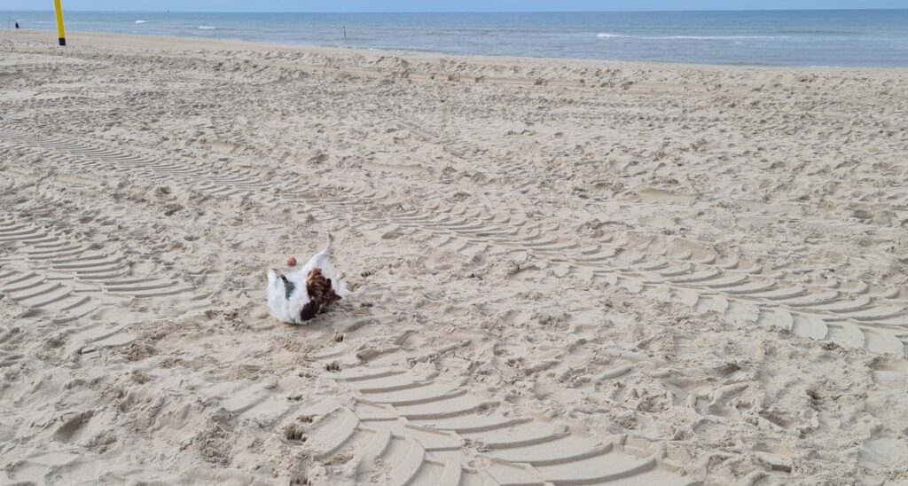 Vriend!je uit de bocht op het strand, dag 1766