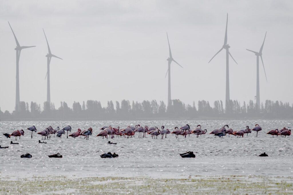 Flamingo’s in Zeeland